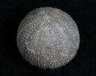 Detailed Psephechinus Fossil Urchin - Morocco #11824-2
